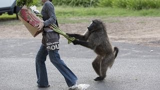 Animals can be so annoying - Funny animal compilation