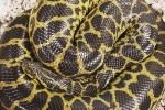 Virginia toilet anaconda, Anaconda in Virginia toilet, anaconda found in virginia toilet, Lindsey