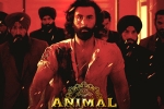 Animal movie, Animal film, record breaking nominations for animal, Triptii dimri