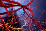 Blood Vessels Stretch news, Blood Vessels Stretch breaking, how far can blood vessels stretch if laid out end to end, Sachin tendulkar