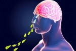 Primary Amoebic Meningoencephalitis cases, PAM, brain eating amoeba in kerala why and how it spreads, Tamil