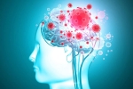 virus, brain organoids, coronavirus is capable of affecting the brain study, Zika virus