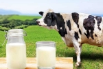 Cow Milk Protein latest, Cow Milk Protein latest, can cow milk protein lead to type 1 diabetes, Breastfeeding Cow Milk Protein latest, Cow Milk Protein latest, can cow milk protein lead to type 1 diabetes, Breastfeeding