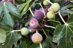 Figs news, Figs non-vegetarian, are figs really vegetarian or non vegetarian, Turkey