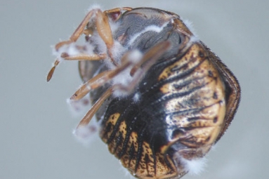 Fungal Pesticides Offer Alternative To Traditional Chemicals Fungal Pesticides Offer Alternative To Traditional Chemicals