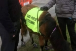 horse, Mohammed Salim Patel, indian origin man with eye condition to get guide horse in uk, North west