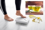 Green Tea for Weight loss news, Green Tea for Weight loss study, can consuming green tea really help in weight loss, Green tea for weight loss