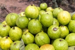 Guava bad for diabetics, Guava latest breaking, who should be careful with guava, Patient