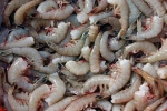 Shrimp, United States, indian shrimp faces threat of ban in u s, Sea turtles