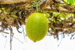 plant medicine for Snake Venom, Snake Venom neutrailization, this miraculous plant can neutralise snake venom in minutes, Remedies
