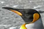 penguins poop, Danish researchers, laughing gas released from penguins poop causes a ruckusto the environment, Penguin