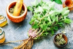 Lemon Balm research, Lemon Balm recipes, all about lemon balm and its health benefits, Lemon balm