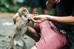 Monkey Bite latest, Monkey Bite doctors, what to do after a monkey bite, Rabies