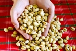 Pistachios protein, Pistachios rich in proteins, pistachios are a perfect protein snack, Behavior