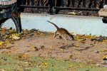 Mayor concern on New York rodents, Somewhat bloodthirsty campaign, must experience trend in new york city, Times square