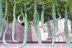 Snake Gourd food, Snake Gourd disadvantages, advantages of eating snake gourd, Food cravings