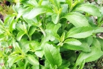 Stevia for blood sugar, Stevia new updates, is consuming stevia bad for blood sugar levels, Fit