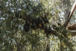 bats, coronavirus, study shows coronavirus presence in two indian bats icmr study, Nipah virus