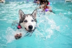 Dog Fitness updates, Dog Fitness updates, how can swimming boost your dog s fitness, Puppy