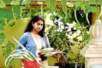 jyothy, kerala, this nri in qatar keen on farming is going green, Muskmelon