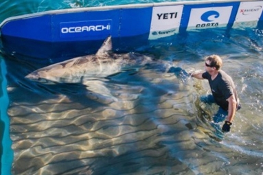 Yeti tracked off Virginia coasts and Delaware!