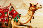 Camel Milk medicine, Camel Milk new breaking, benefits and side effects of camel milk, Dairy