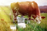 Cow Milk, Cow Milk, ten health benefits of consuming cow milk, Brain health