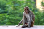 Monkey bite, prevent monkey bite, how to survive a monkey attack handle it without panicking, Monkey bite Monkey bite, prevent monkey bite, how to survive a monkey attack handle it without panicking, Monkey bite