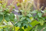 tulsi for skin, tulsi for face pimples, tulsi for skin how this indian herb helps in making your skin acne free glowing, Toner